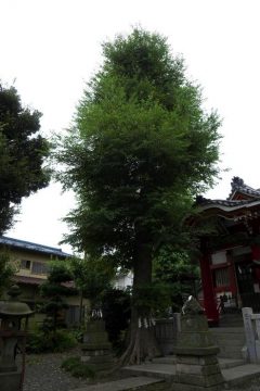 道々橋八幡神社(ムクノキ)