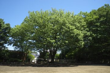 本門寺公園（ケヤキ）